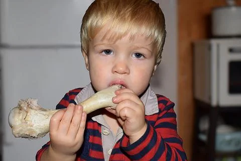The child chews on a large bone. Stock Photos