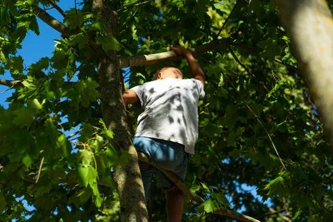 The child climbed a tree. A child climbed a maple tree in the village Stock Photos