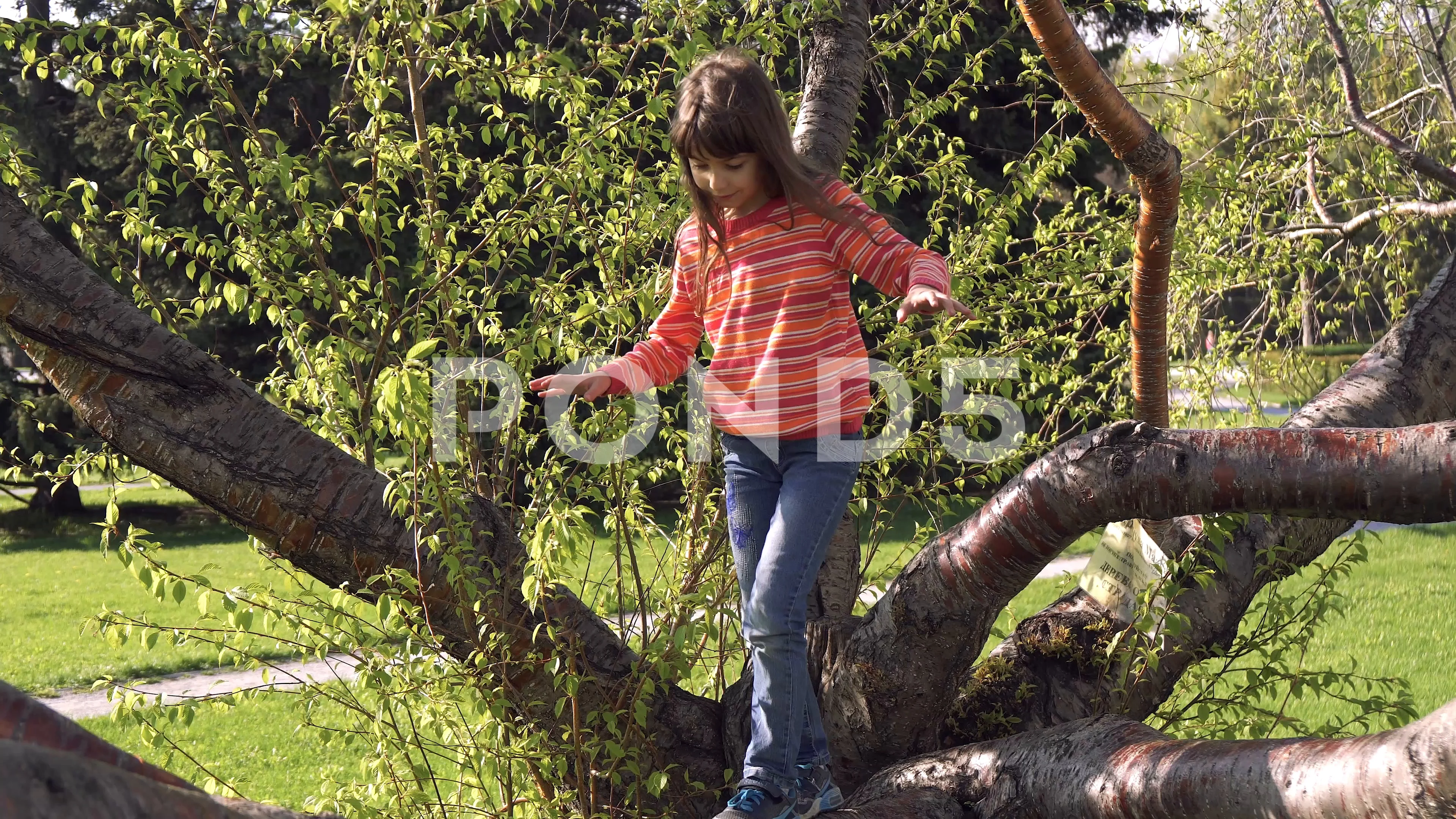 child is climbing the tree. Little girl , Stock Video