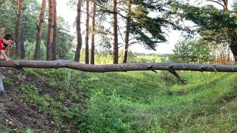 Child climbs over a fallen tree Stock Footage 111665973