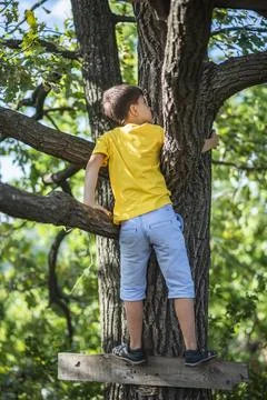 A child climbs a tree in the forest Stock Photos