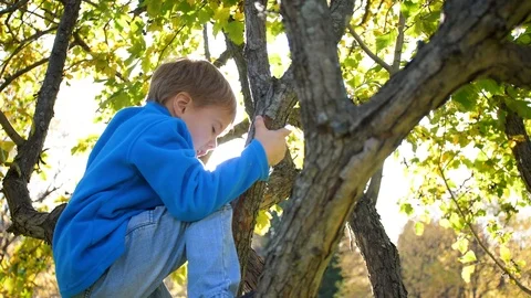 A child climbs a tree. picking berries. bright sunny day Vídeos de archivo 117115859