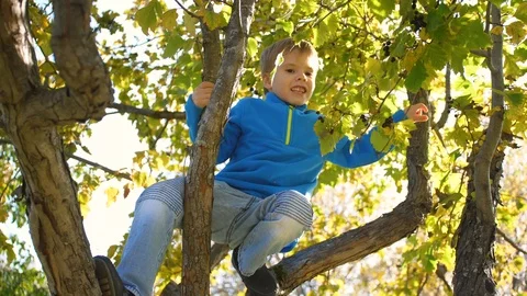 A child climbs a tree. picking berries. bright sunny day Video stock 117116361