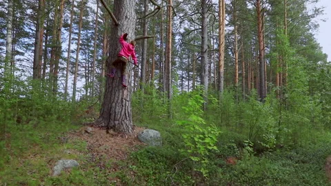Child climbs tree in summer forest Stock Footage 155051903