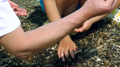 The child collects amber Stock Footage 77457146
