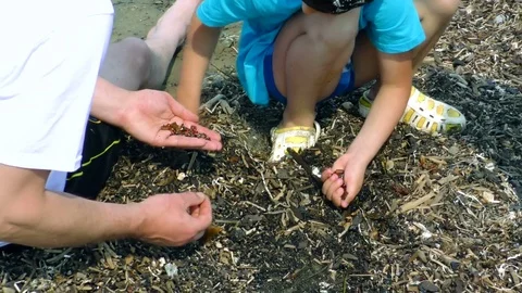 The child collects amber  Stock Footage 77457174