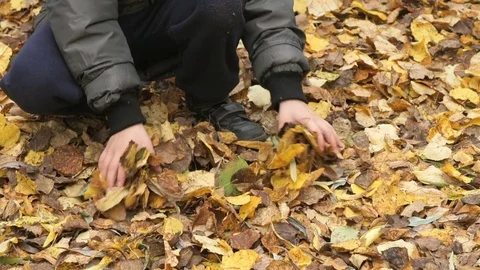 Child collects your hands yellow autumn foliage Stock Footage