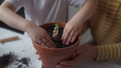 Child compacting the soil in pot containing strawberry seedling with their hands Stock Footage 331438065