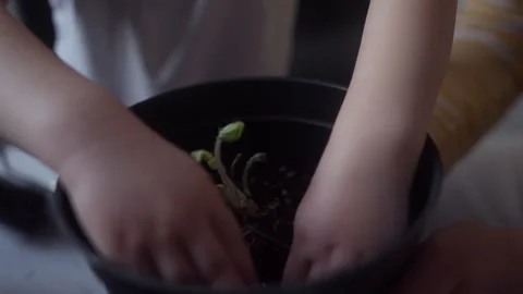 Child compacting the soil in pot containing seedling with their hands Stock Footage 331440050