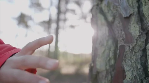 Child in contact with nature. Touching tree trunk. Stock Footage 100586428