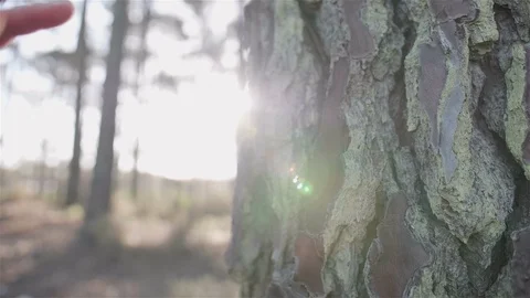 Child in contact with nature. Touching tree trunk. Stock Footage 100586437