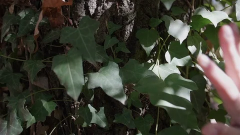Child in contact with nature. Touching tree trunk. Stock Footage 100588438