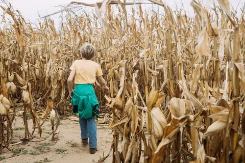 Child in corn maze at pumpkin patch during fall season Stock Photos