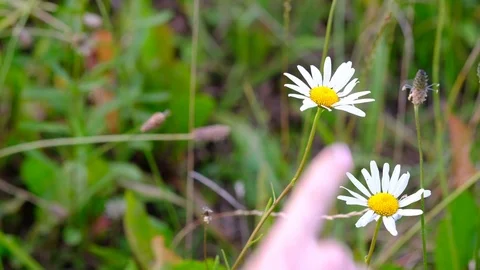 Child counting daisies Video stock 112785572