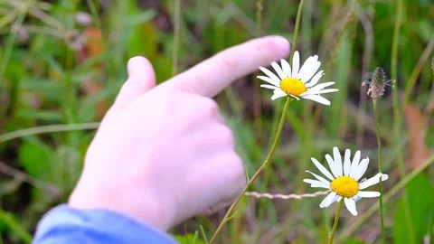 Child counting two daisies Stock Footage 112785571