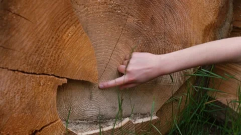 A child counts annual rings on tree cut with finger. The study woody plants. Stock Footage 133824439