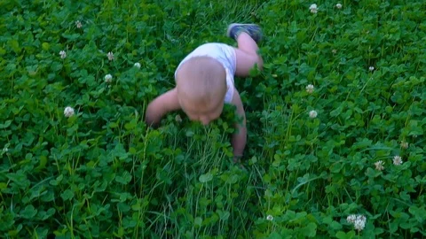 The child crawls on the grass hd Video stock 79934299