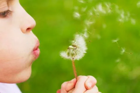 Child with dandelion Stock Photos