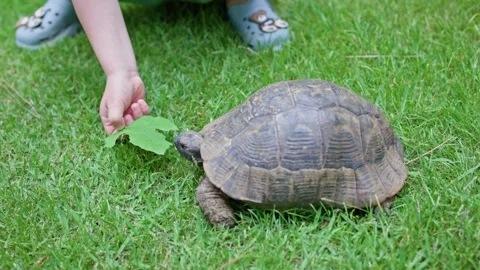 A Child Delicately Feeding a Tortoise while Sitting on the Soft, Green Grass Stock-Footage 304730938