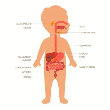 Child digestive anatomy Stock Illustration