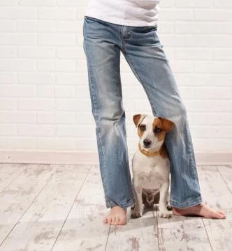 Child with dog Stock Photos