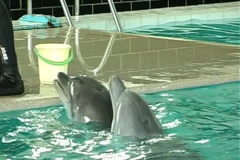 Child with dolphin Stock Footage 10919228