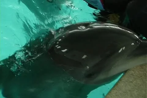 Child with dolphin Stock Footage 10919232