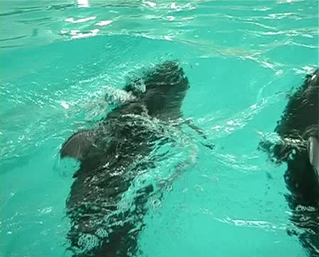 Child with dolphin Stock Footage 10919236