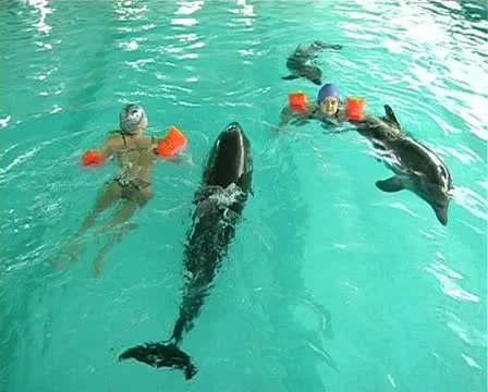 Child with dolphin Stock Footage 10919238