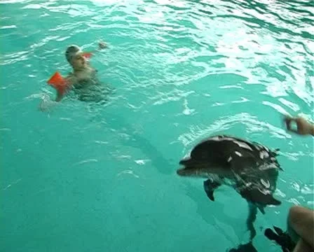 Child with dolphin Stock Footage 10919241