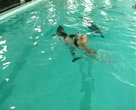 Child with dolphin Stock Footage 10919242