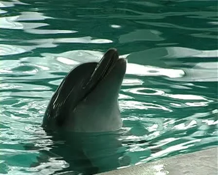 Child with dolphin Stock Footage 10919247