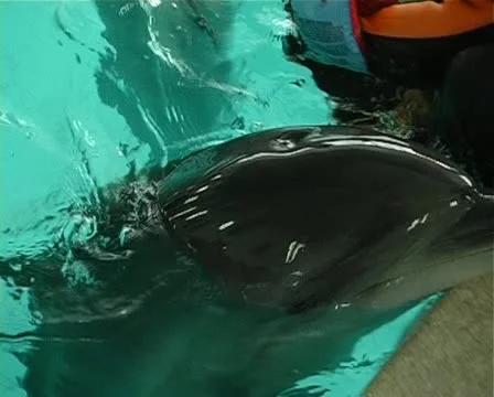 Child with dolphin Stock Footage 10919251