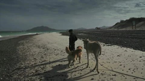 Child with Donkey in the beach Stock Footage 10817923