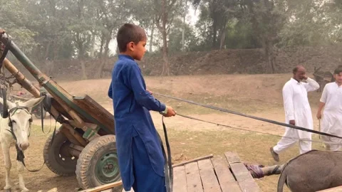 Child on donkey carts Stock Footage 296940153