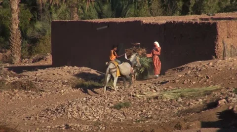 Child on a Donkey returning some hay in Morocco Video stock 52895398