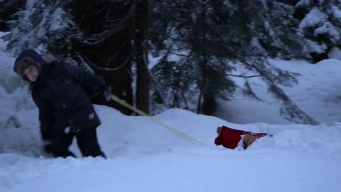 Child drags the sled Stock Footage 151566945