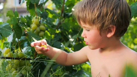 Child eating grapes Stock Footage 96246772