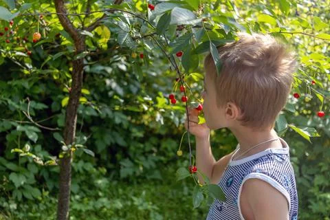 Child eats fresh cherries from tree in summer garden Stock Photos