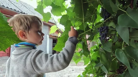 A child eats grapes in the garden. Fruit concepts, baby food, harvest, vitamins Stock Footage 252687670