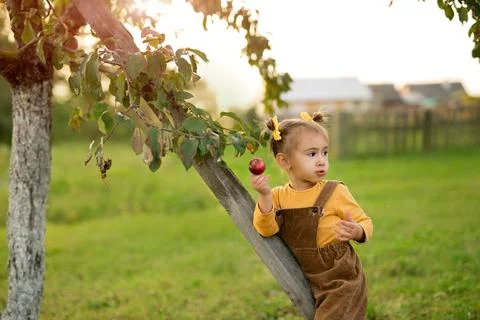 A child eats a red apple in the garden at sunset on an autumn evening Stock Photos
