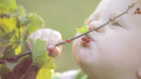 A child eats red currants from a branch in the garden Stock Footage 205076700