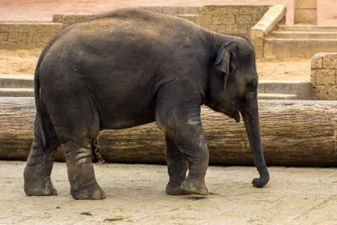 Child elephant Stock Photos