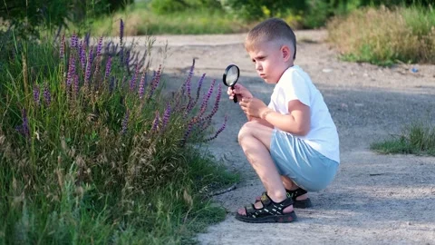 The child examines blue flowers through a magnifying glass - common eryngium. Stock Footage 246500520