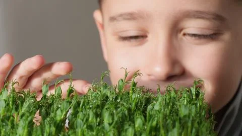 The child examines the micro-greenery sprouts in close-up. Stock Photos