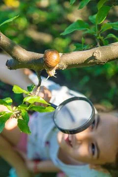 The child examines the snails on the tree. Selective focus. Stock Photos