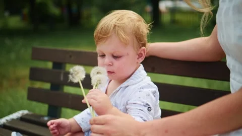 Child explores dandelions with curious eyes on wooden bench Stock Footage 340886182