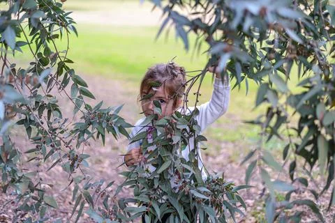 Child explores eucalyptus tree in soft sunlight Stock Photos