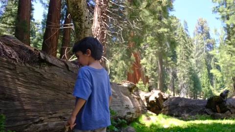 Child explores walks through forests yosemite national park and  redwoods Stock Footage 232166896