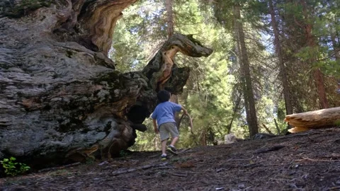 Child explores walks through forests yosemite national park and  redwoods Stock Footage 232166960
